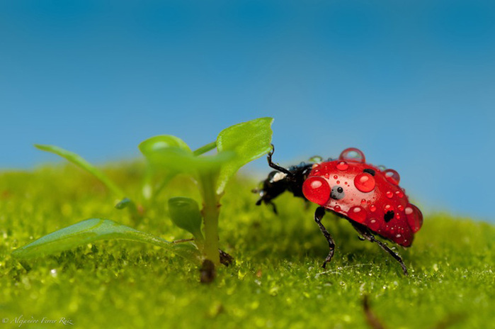 Ladybugs-3 (700x464, 89Kb)