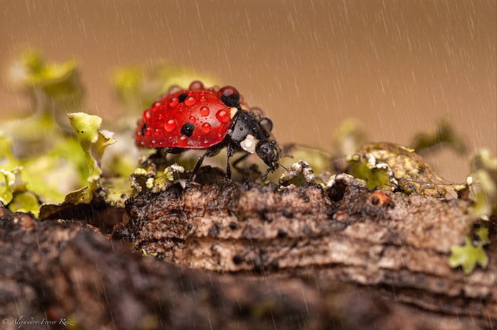 Ladybugs-4 (700x464, 125Kb)