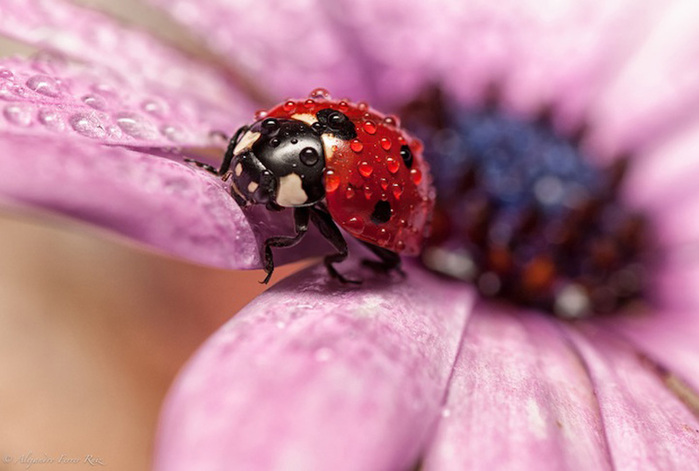 Ladybugs-7 (700x471, 93Kb)