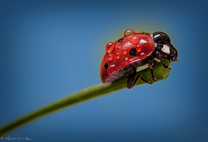 Ladybugs-9 (700x478, 59Kb)