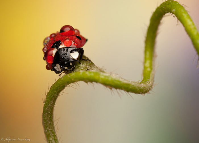 Ladybugs-10 (700x503, 68Kb)