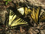  881349_butterfly_gathering (300x224, 26Kb)