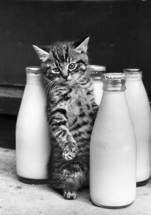 животные молоко