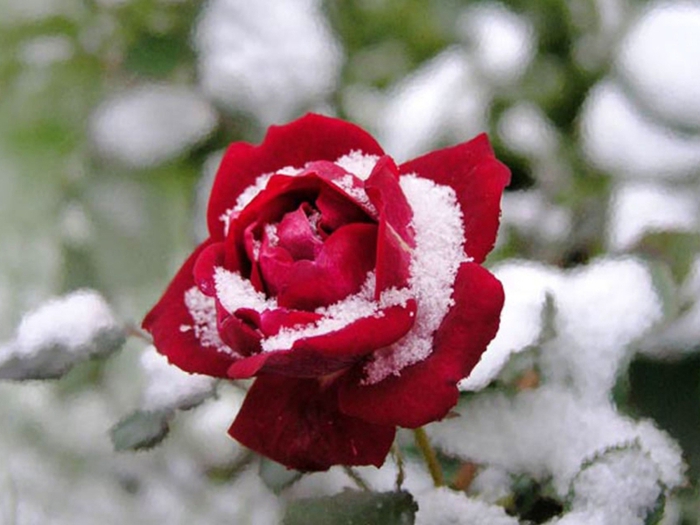 roza-pod-snegom-800x600 (700x525, 212Kb)