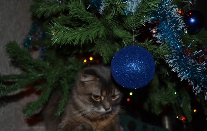 DSC_0172 (700x443, 212Kb)
