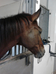  P141212_16.59 (525x700, 237Kb)