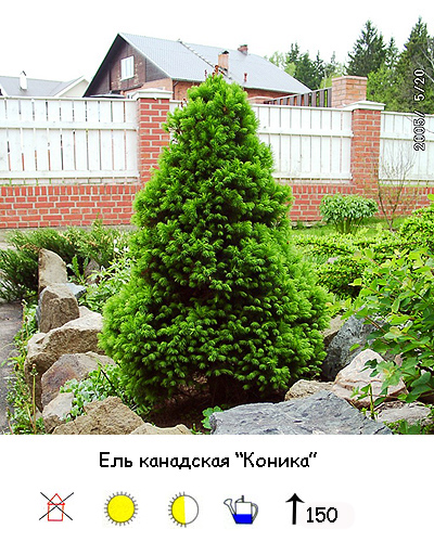 Как сажать елочки возле дома 45