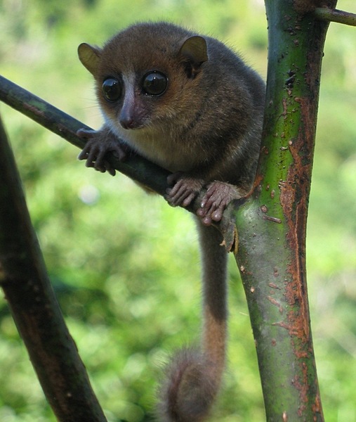 120112-science-lemurlink-1125p (507x600, 85Kb)