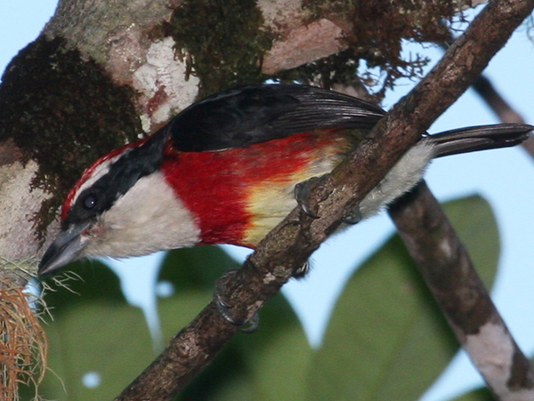 95362920_sirabarbet12080602 (600x451, 250Kb)