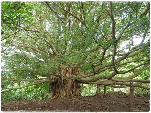 Великий баньян — дерево с самой большой в мире площадью кроны (604x453, 95Kb)