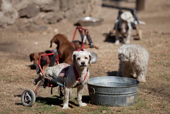 Приют для бездомных собак-инвалидов в Мехико. Фотографии