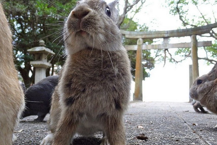 3925073_okunoshima1 (700x467, 155Kb)