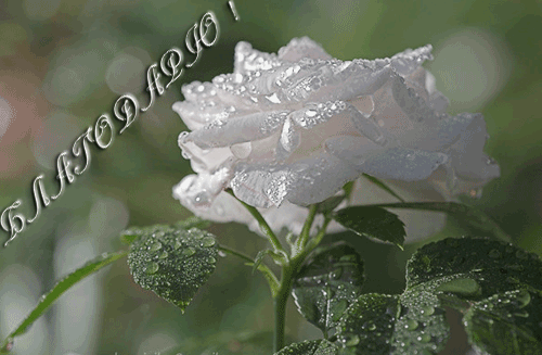 благодарю белая роза (500x327, 347Kb)