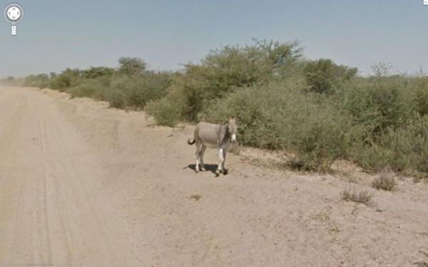 donkey4 (600x375, 24Kb)