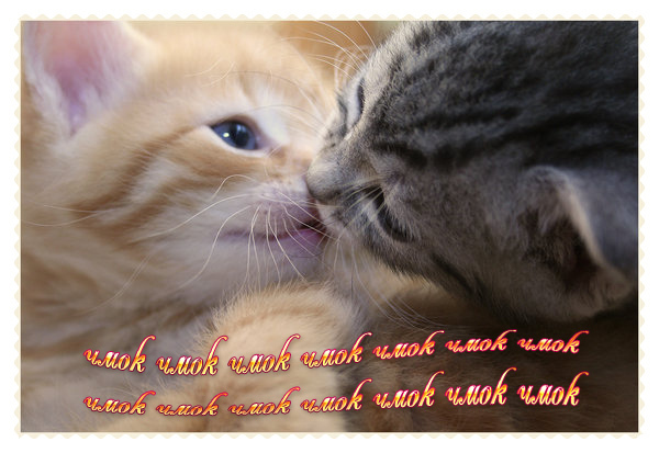 21700171_The_Kitten_Kiss (600x413, 112Kb)