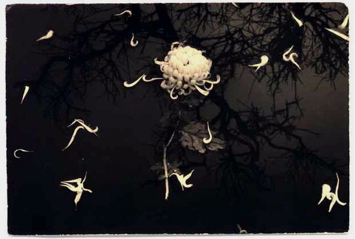 masaoyamamoto13_20090327_1390081253 (700x471, 74Kb)