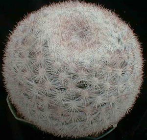 5086602_mammillaria_can (300x287, 45Kb)