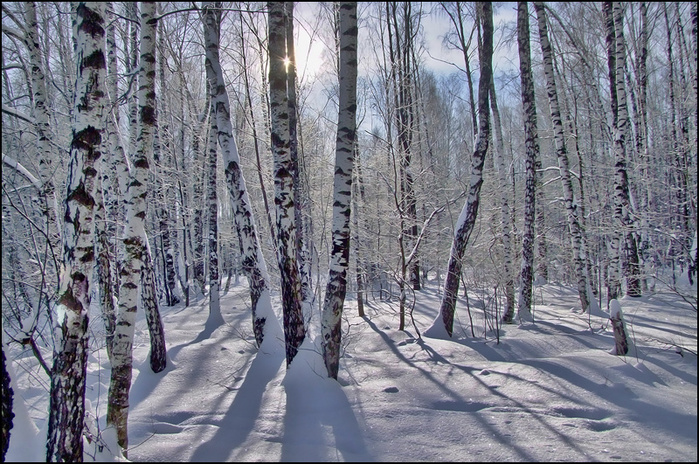 Зимний лес/3673959_1 (700x464, 243Kb)