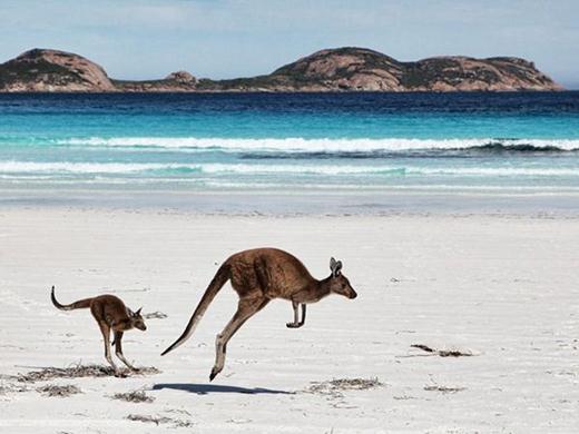 25 января, кенгуру, Австралия