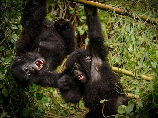 27 января, гориллы, Руанда