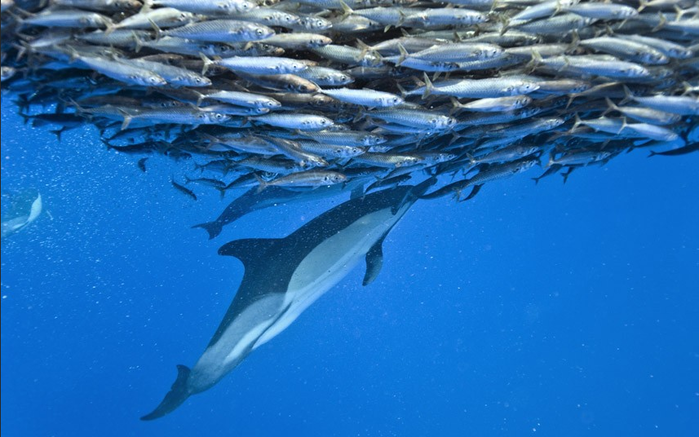 Дельфины и акулы охотятся за скумбрией у Азорских островов
