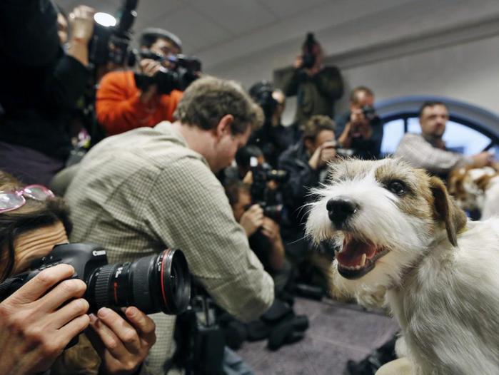 В Нью-Йорке прошла старейшая собачья выставка