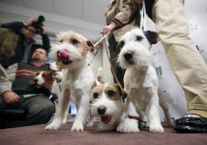 В Нью-Йорке прошла старейшая собачья выставка
