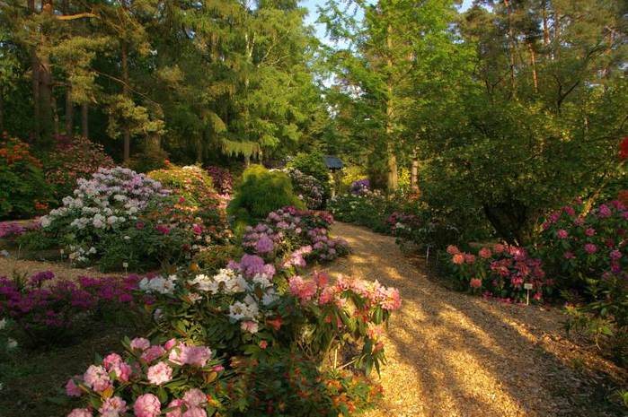 Рододендроновый парк-Westerstede Rhododendronpark. 11243