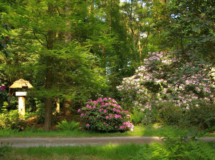 Рододендроновый парк-Westerstede Rhododendronpark. 86820