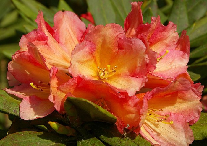 Рододендроновый парк-Westerstede Rhododendronpark. 80381