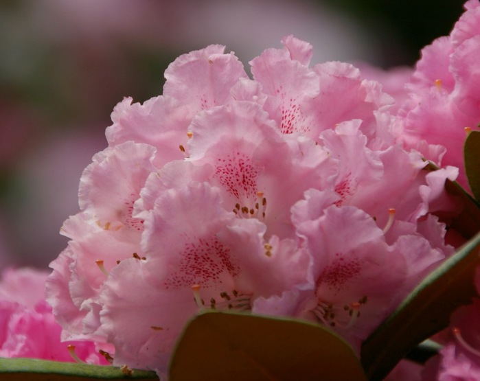 Рододендроновый парк-Westerstede Rhododendronpark. 74048