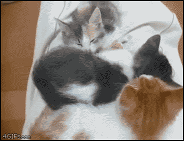 Sleeping_kittens (367x282, 2040Kb)