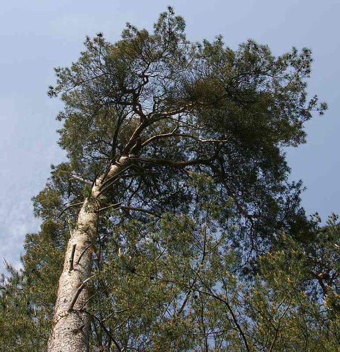 Рододендроновый парк-Westerstede Rhododendronpark. 43717