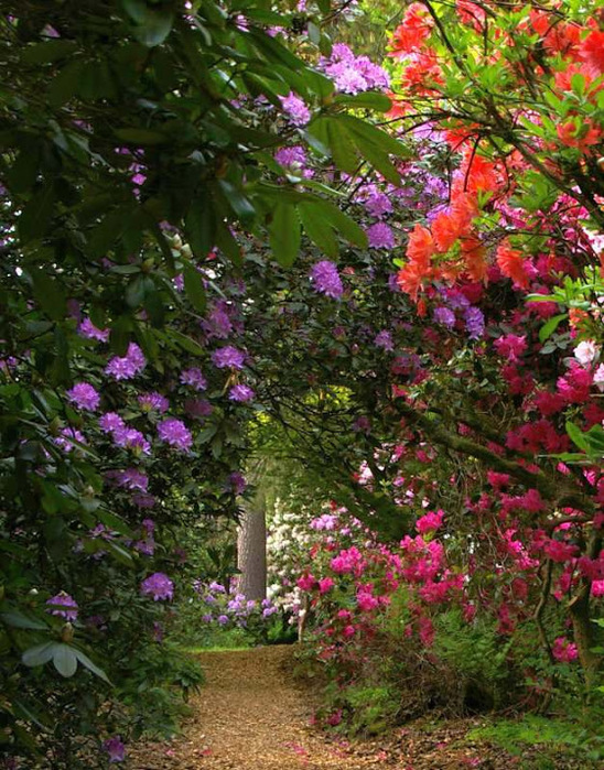 Рододендроновый парк-Westerstede Rhododendronpark. 45015