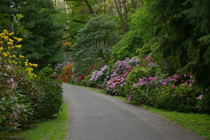 Рододендроновый парк-Westerstede Rhododendronpark. 68248