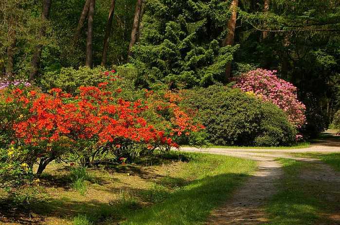 Рододендроновый парк-Westerstede Rhododendronpark. 68089