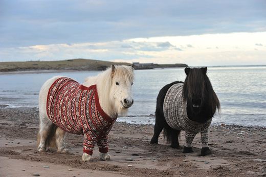 Очаровательные шотландские пони в свитерах