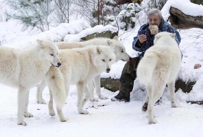 Исследователь волков живет с ними более 40 лет