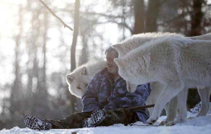 Исследователь волков живет с ними более 40 лет