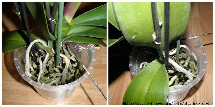 Методы посадки орхидей