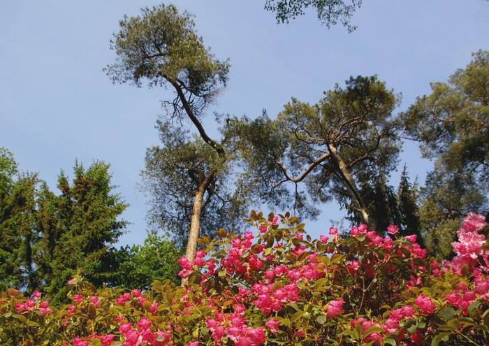 Рододендроновый парк-Westerstede Rhododendronpark. 11728
