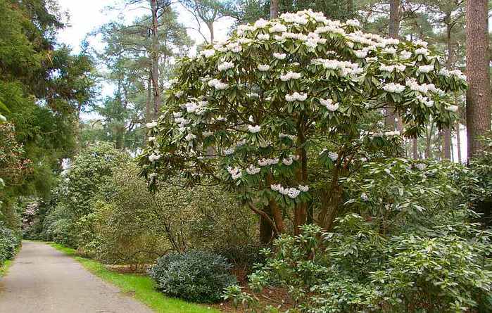 Рододендроновый парк-Westerstede Rhododendronpark. 61042