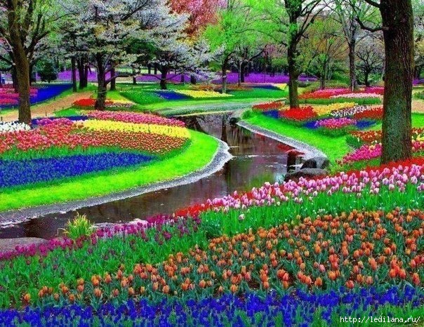 яркие краски мира Парк Keukenhof неподалеку от Амстердама, Нидерланды (604x466, 305Kb)