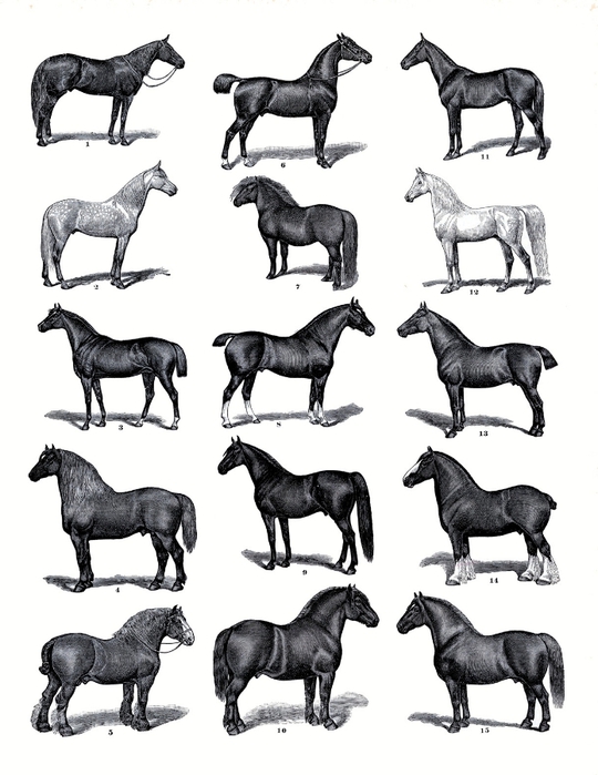horses vintage graphicsfairy008bsm (540x700, 177Kb)