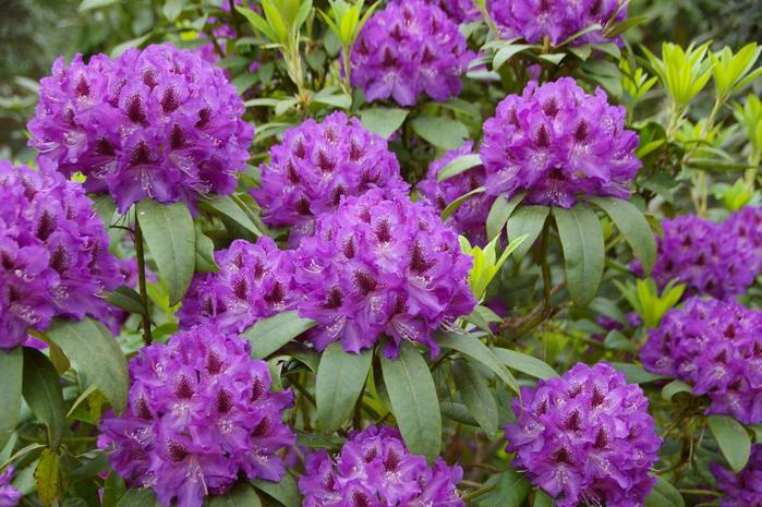 Рододендроновый парк-Westerstede Rhododendronpark. 45583