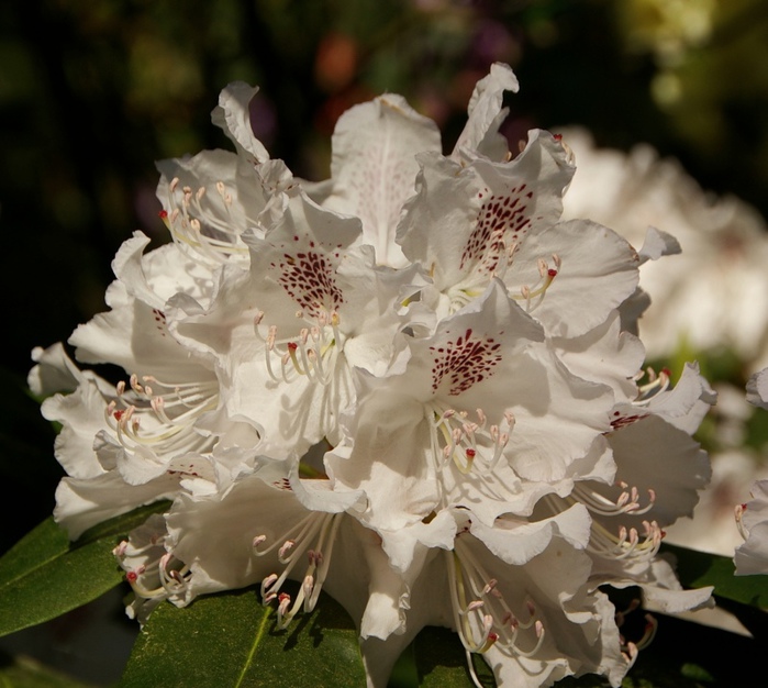 Рододендроновый парк-Westerstede Rhododendronpark. 47211