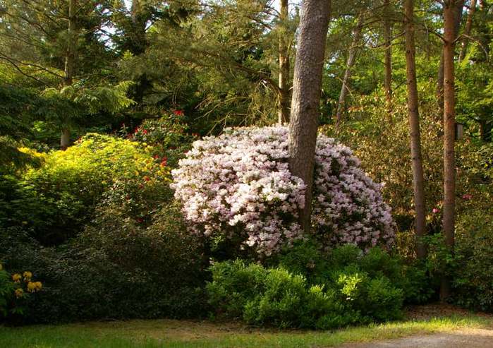 Рододендроновый парк-Westerstede Rhododendronpark. 57326