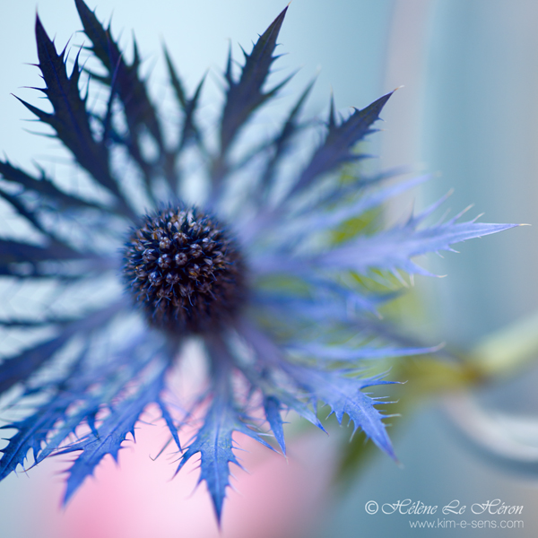 soft_thistle_by_kim_e_sens-d47ps4j (600x600, 243Kb)