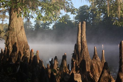 Фотографии. Удивительные кипарисы озера Каддо