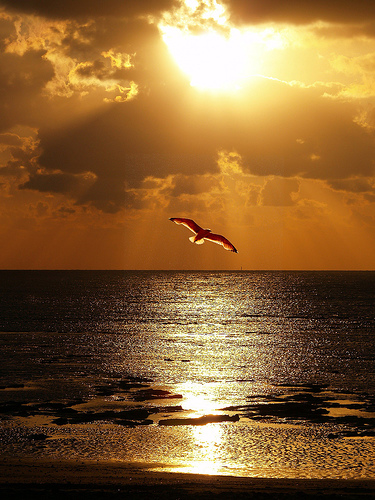 atardecer-gaviota-y-mar (375x500, 153Kb)